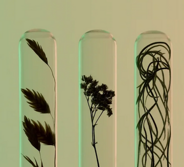 Flojo Drink First Plant Powered Productivity Drink made by Neuroscientists