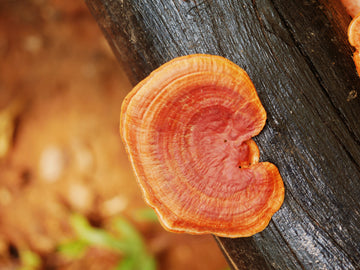 What is Reishi Mushroom: Origin Story & Benefits